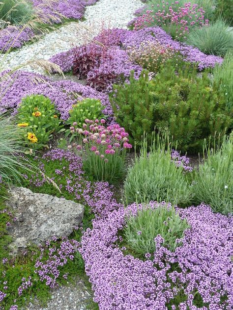 Ground covers Miscanthus Gracillimus, Hydrangea Petiolaris, Purple Plants, Gravel Garden, Flower Garden Design, Stone Path, Have Inspiration, Low Maintenance Garden, The Secret Garden