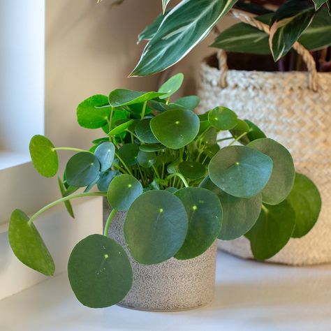 Chinese Money Plant Care, Money Plant Indoor, Money Plant Care, Feng Shui Plants, Chinese Plants, Houseplants Decor, Live House Plants, Pilea Peperomioides, Chinese Money Plant