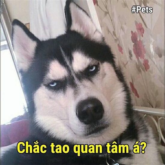 Cập nhật 51 về hình nền chó husky ngáo mới nhất  Du học Akina