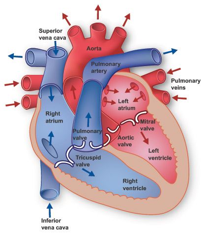 Heart Diagram Anatomi Dan Fisiologi Keperawatan Belajar