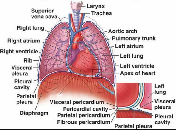 Heart Lung Diaphragm And Ribs Location Thoracic Cavity Human Anatomy Systems Cardiovascular System