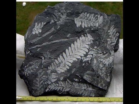 St Clair, PA -- Fern Fossils | Fossils, Saint clair, Ferns