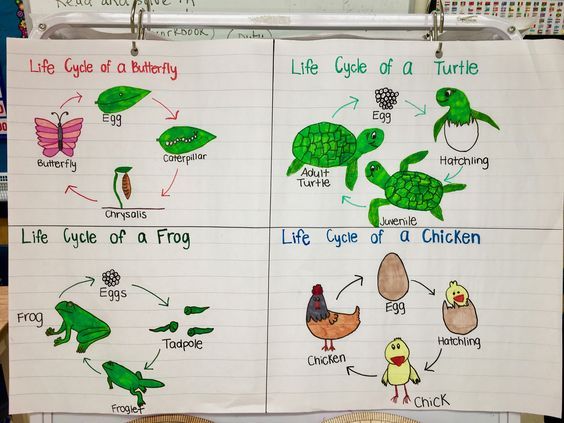 Animal Life Cycle