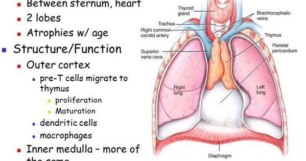 Pin On Organs