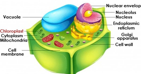 Nuclear Envelope In Plant Cell