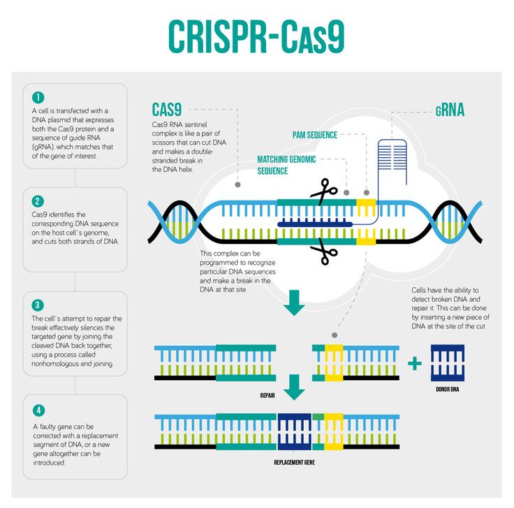 CRISPR Cas9 Diagram