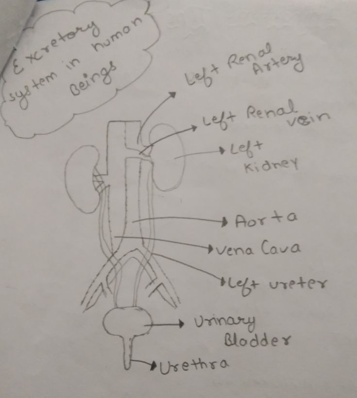 DIAGRAM OF HUMAN EXCRETORY SYSTEM | Excretory system, Vena, Vena cava