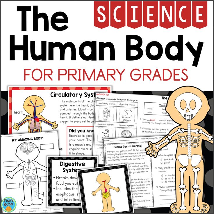 The Human Body Systems & Organs for Primary Grades Posters & Worksheets ...