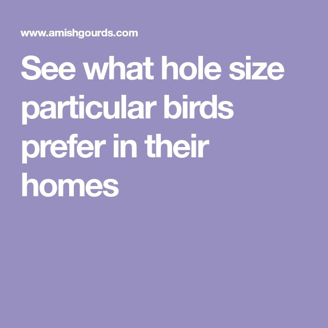 the words see what hole size particular birds prefer in their homes are on purple background