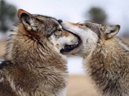 Pin by Brian Miller on Wolf | Animals kissing, Funny wolf, Funny animal ...