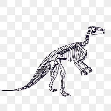 Dinosaur Skeleton PNG Transparent, Dinosaur Skeleton, Dinosaur Clipart ...