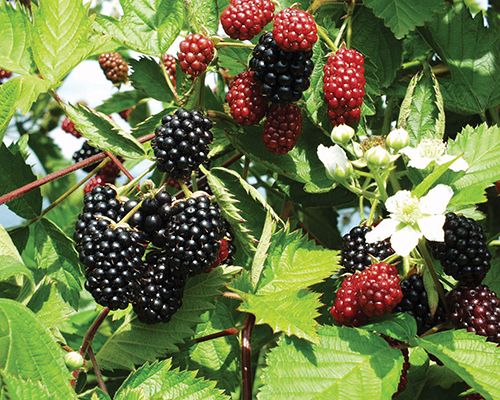 blackberries growing on the branches of a tree