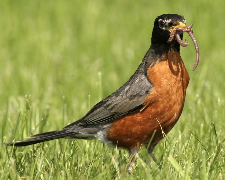 a bird with a worm in it's mouth standing in the grass and holding something in its beak