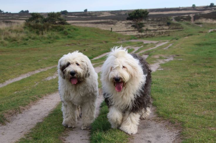 two shaggy white dogs walking down a dirt path in the grass with their tongue hanging out