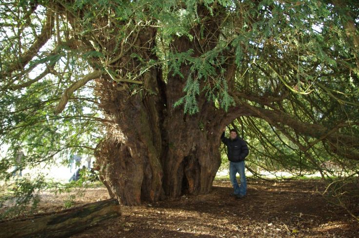 a man standing in front of a very large tree with lots of leaves on it