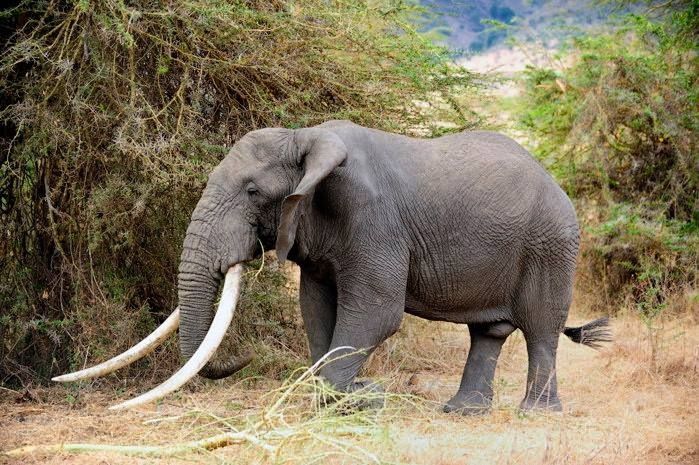 an elephant is walking through the brush with its tusks in it's mouth