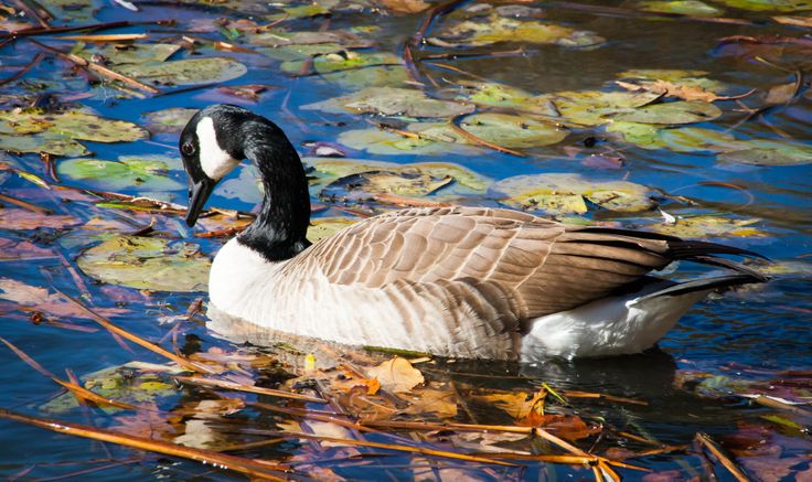 a goose is swimming in the water with lily pads on it's side and looking for food