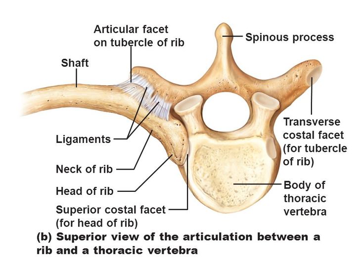 the bones of the pel girdle are labeled