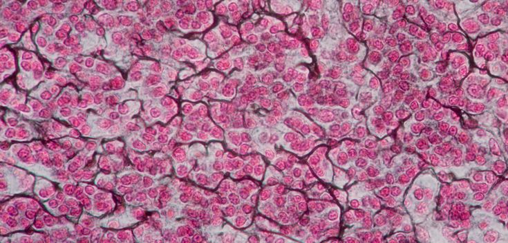 the cells in this animal are pink and white