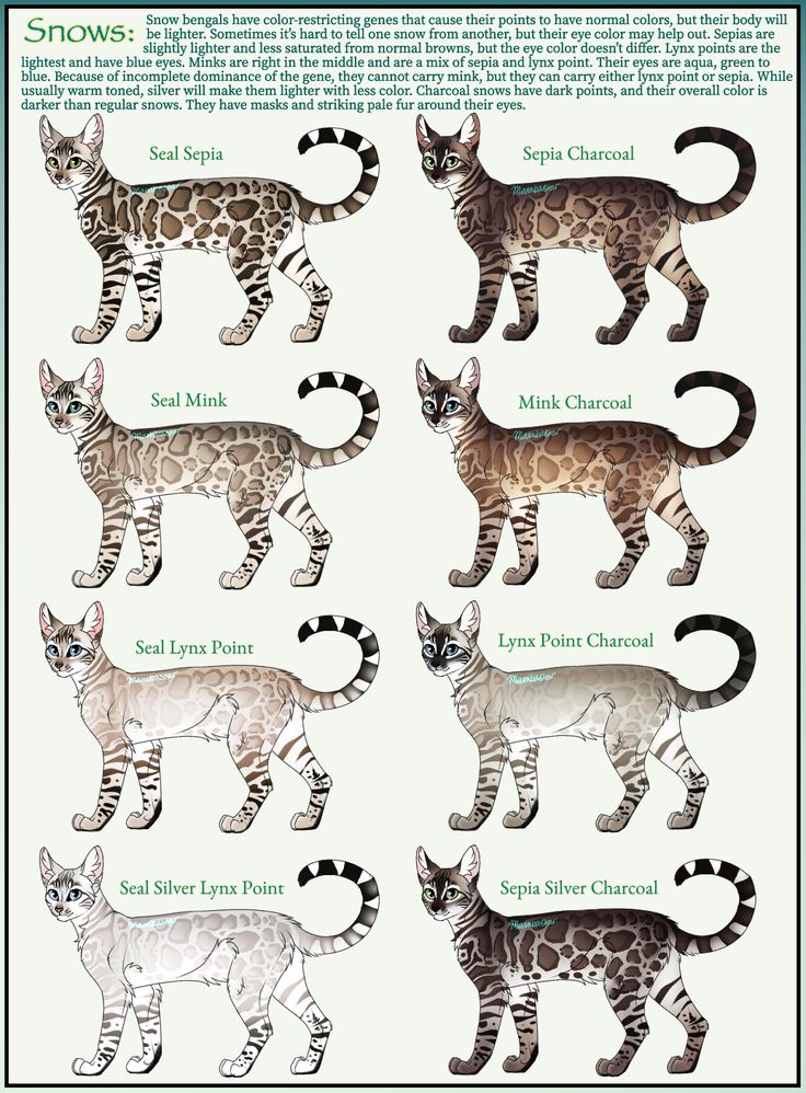 Snow Bengals - Bengal Patterns and Colors chart made by Mambastar on ...