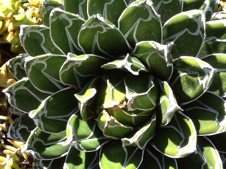 a large green plant with white lines on it's center and leaves in the background