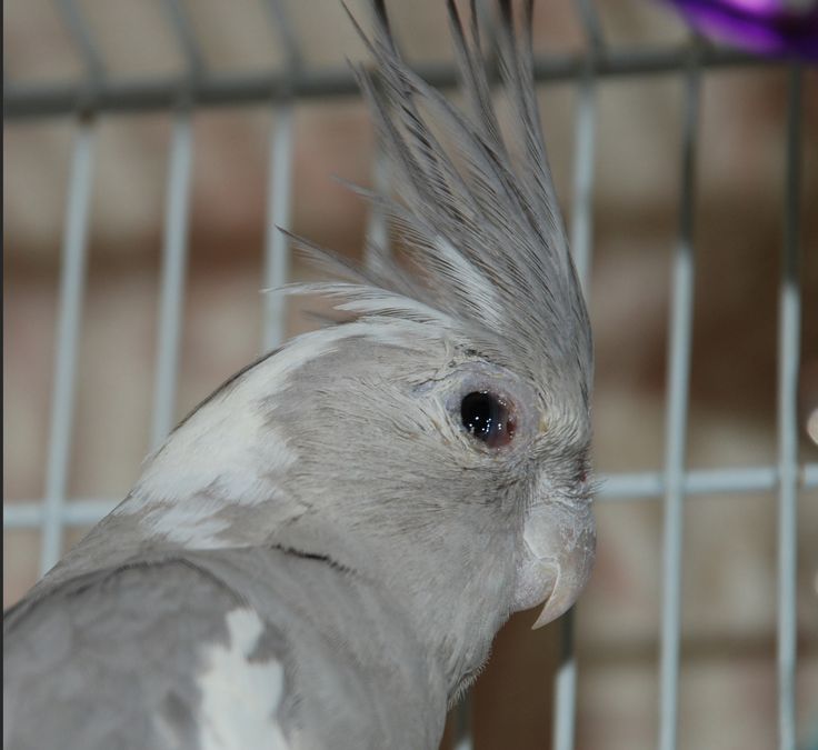 a gray and white bird with feathers on it's head is in a cage