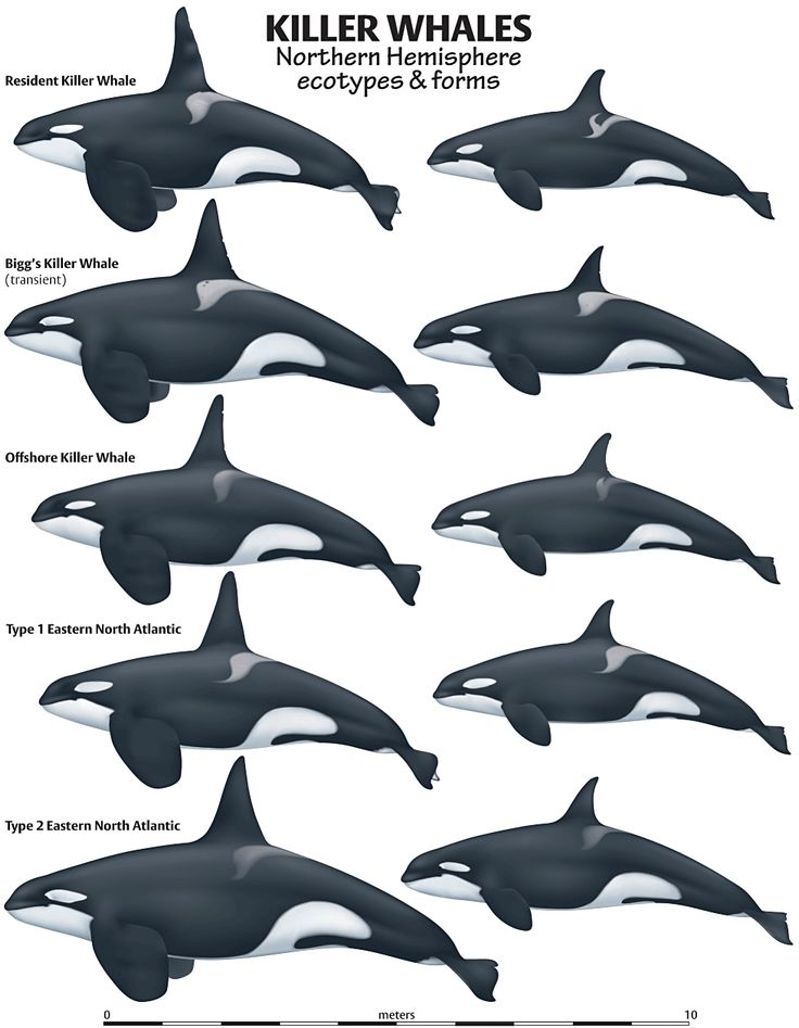 an image of killer whales in different sizes and colors, with the names below them