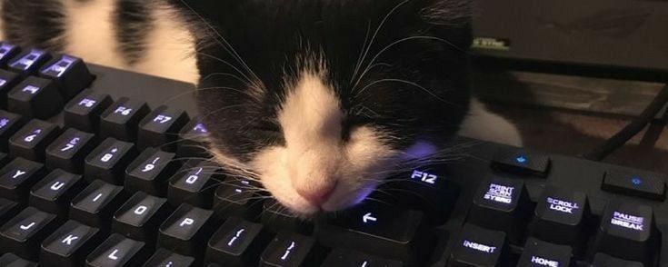 a black and white cat laying on top of a computer keyboard with its eyes closed