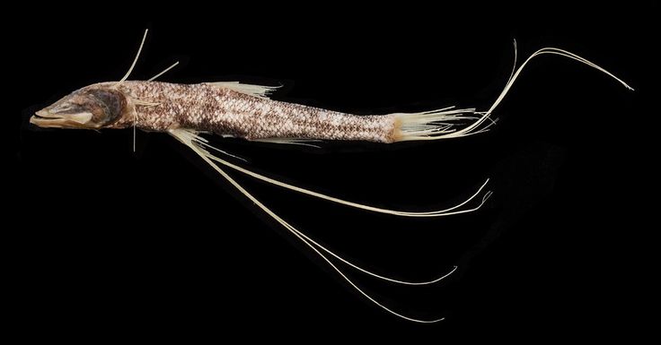 a close up of a fish on a black background