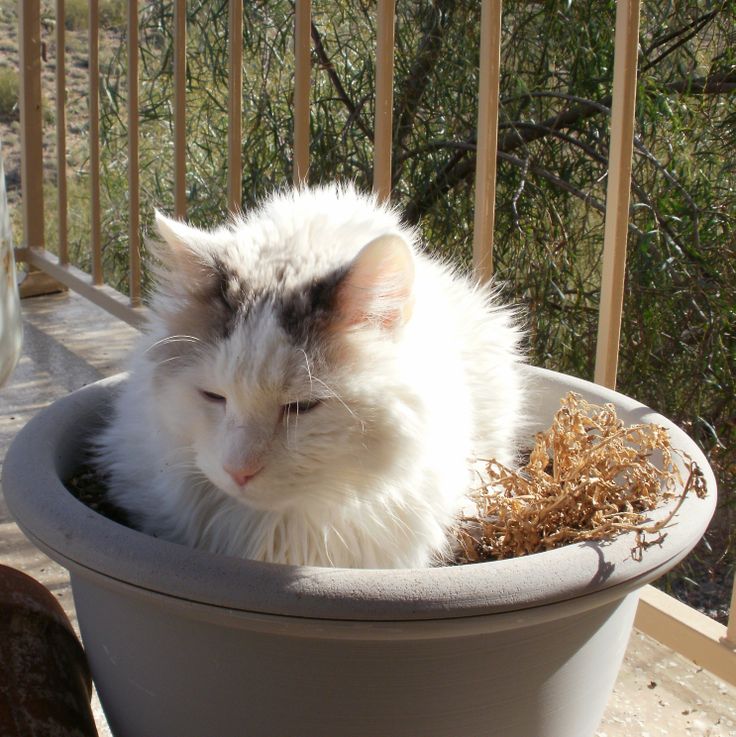 a white cat is sitting in a flower pot