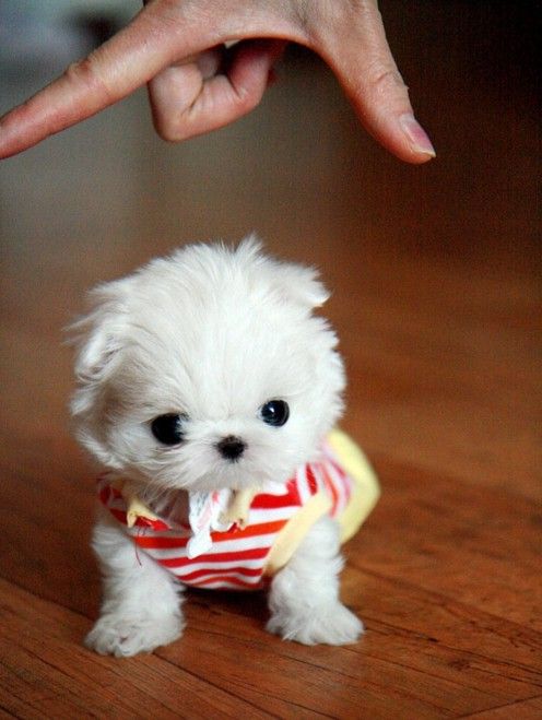 a small white dog sitting on top of a wooden floor next to a person's hand