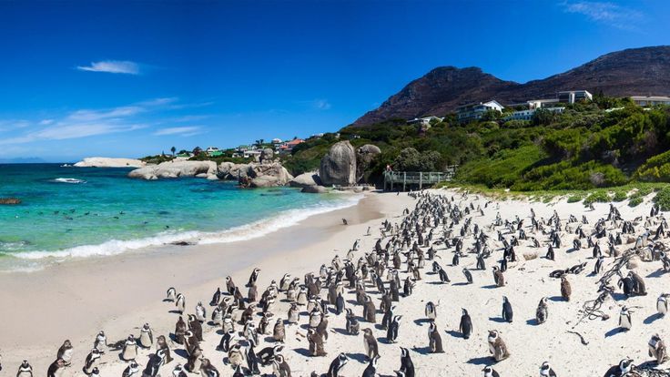 a large group of penguins standing on top of a sandy beach next to the ocean