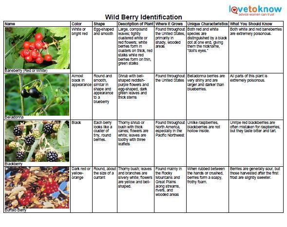 Wild Berry Identification Chart While many wild berries are edible and all appear tempting, they are not created equal. Some are poisonous or contain properties that make you sick, so it's important to know which ones to avoid. Wild Foraging, Bushcraft Camping, Wild Edibles, Wild Food, Wild Plants, Edible Plants, Wild Berry, Bushcraft, Natural Remedies