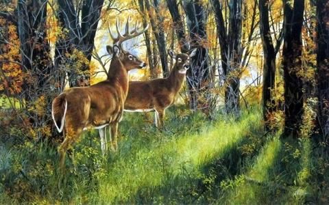 two deer standing in the middle of a forest