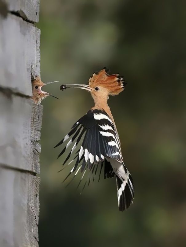 a bird with its beak open and another bird eating from it's mouth next to a tree