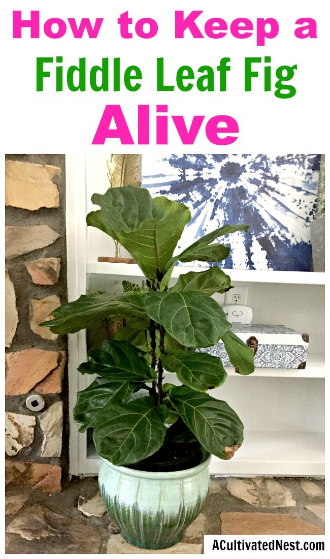 a fiddle plant in a pot with text overlay how to keep a fiddle leaf fig alive