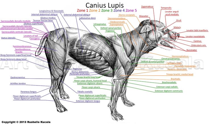 an image of a dog with muscles labeled