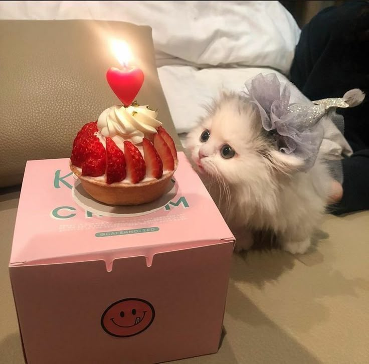 a small white kitten sitting next to a cake with strawberries on it