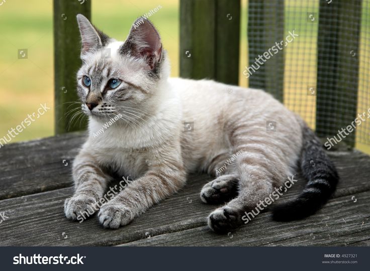 a gray and white cat sitting on top of a wooden table next to a fence