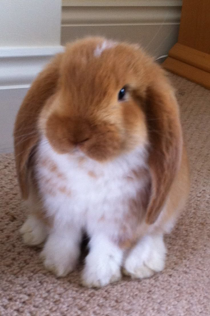 a brown and white rabbit sitting on the ground