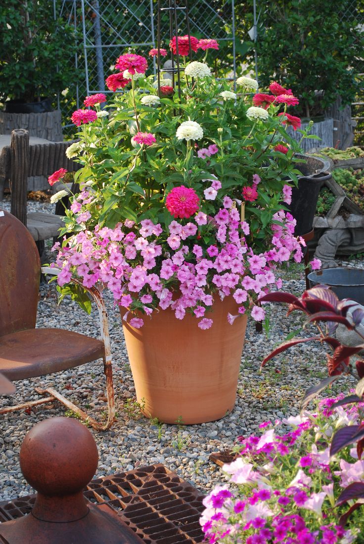 a potted plant with pink and white flowers in it sitting on a patio next to a wooden chair