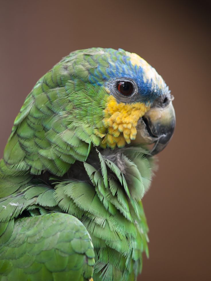 a close up of a green and blue bird with yellow feathers on it's head