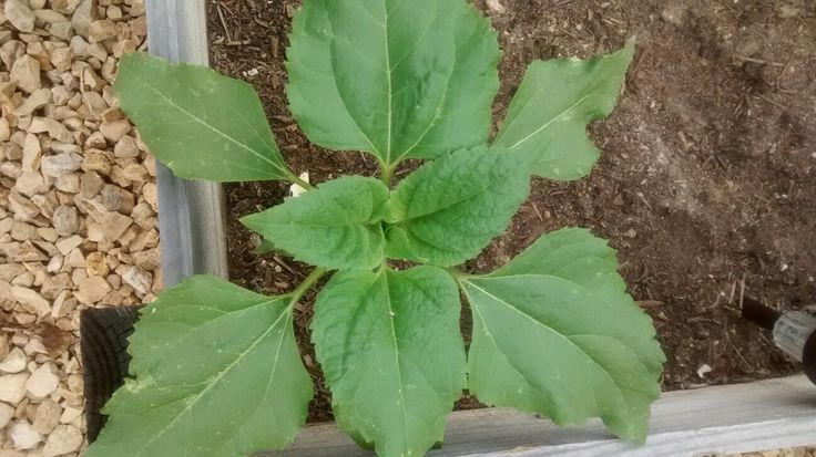 a green plant growing out of the ground in front of a window sill with dirt and gravel behind it