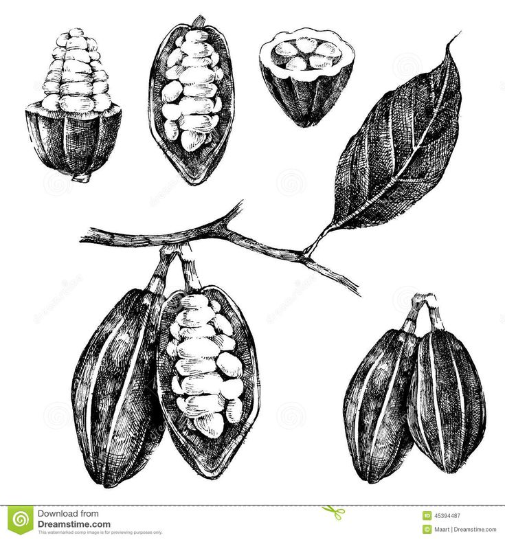 an illustration of cocoa beans on a branch with leaves and nuts in the pods