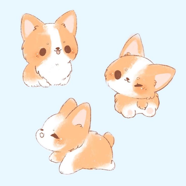 three little corgi puppies sitting next to each other on a blue background