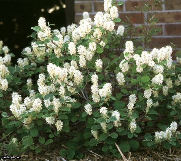 white flowers are blooming in front of a brick wall and green leaves on the bush