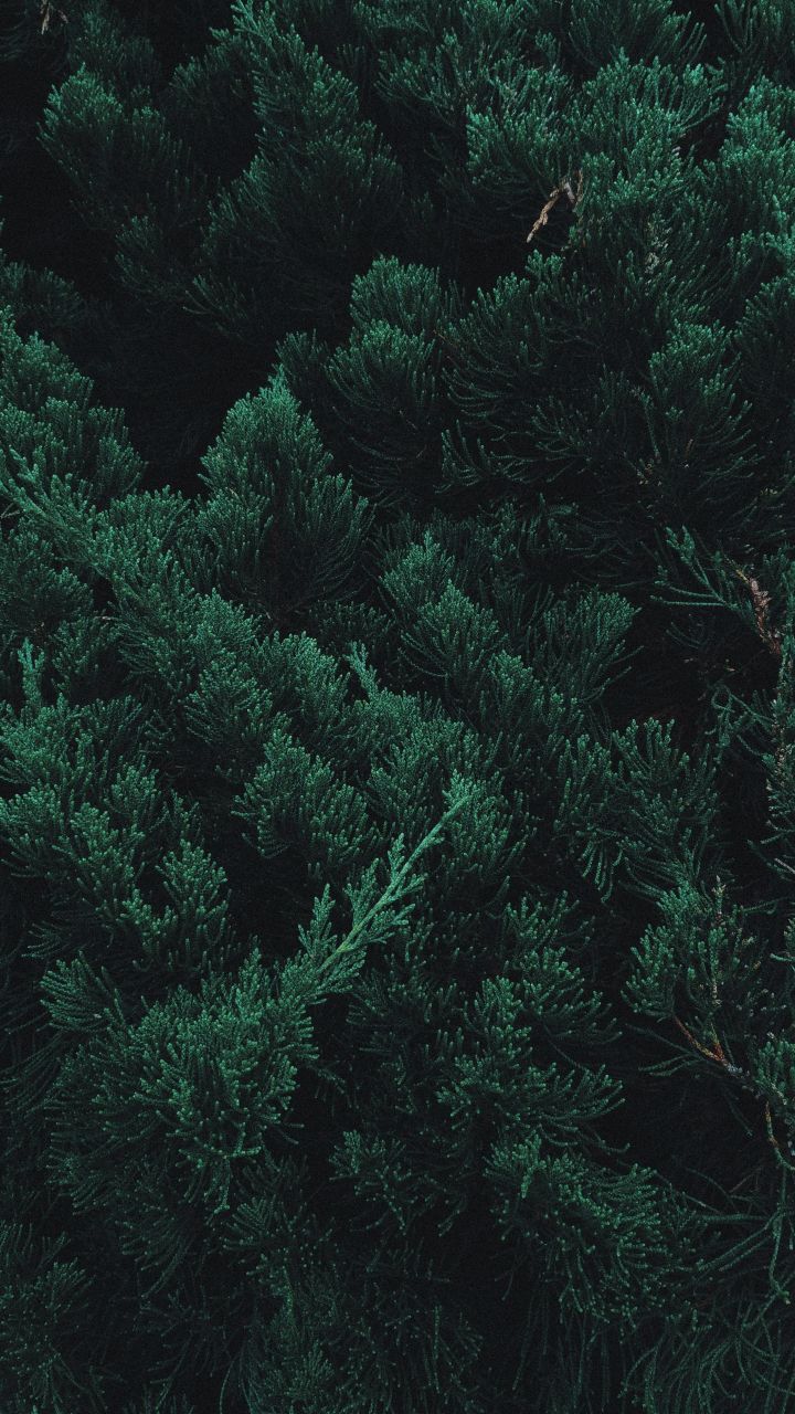 60 Pine HD Wallpapers and Backgrounds