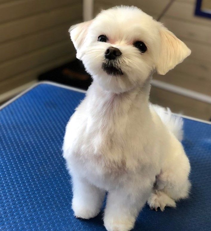 a small white dog sitting on top of a blue mat