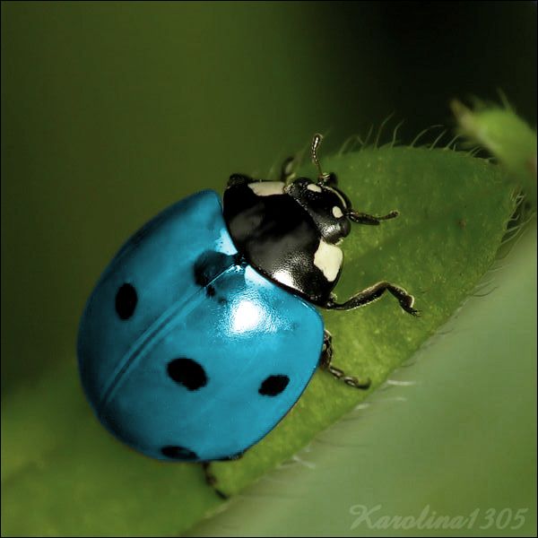 a blue and black bug sitting on top of a green leaf