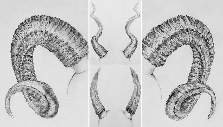 four different angles of an animal's horns with long, curled tail and two smaller horns